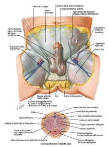 ci sono muscoli nel pene se il pene cresce male