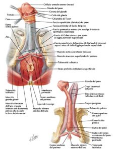 membro maschile con forme di erezione