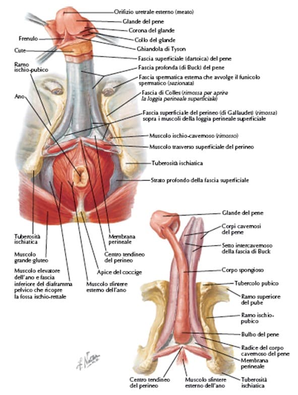 Apparato genitale maschile: anatomia normale macroscopica e microscopica